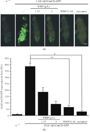 Figure 2. Both WMP and LAL supplementation counteracts Aβ42-induced the pacemaker fluorescence signal of the Drosophila whole body