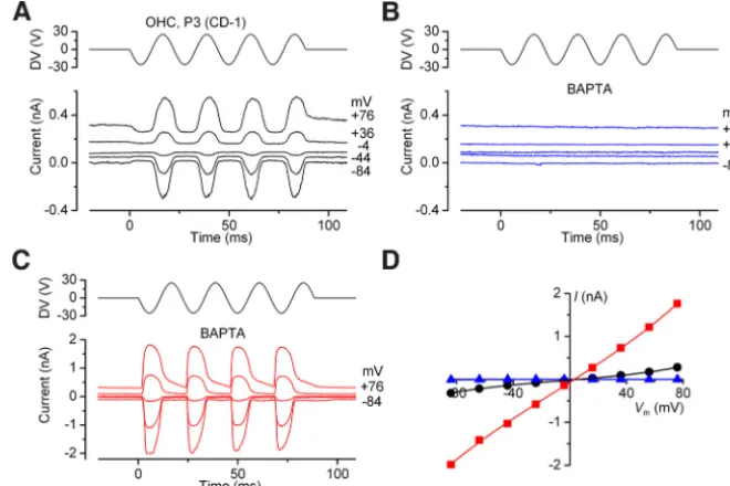 Figure 1.MET currents of OHCs before and during BAPTA treatment.barrier model (see Materials and Methods) are as follows: controlclose to the bundle until anomalous currents were seen