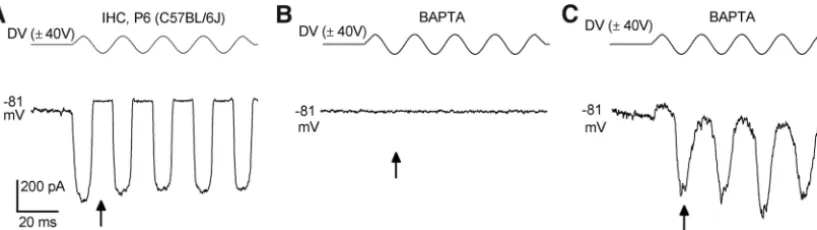 Figure 3.MET currents in response to orthogonal hair-bundle stimulation.from a P7 OHC (OHC(amplitude, top) was positioned orthogonally to the axis of mechanical sensitivity of the hair bundle