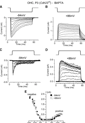 Figure 5.Anomalous MET currents in asteps in the negative direction at membrane potentials of Cdh23vj2 OHC in response to force steps