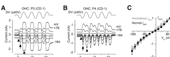 Figure 8.Anomalous MET currents in a normal P1 OHC in response to force steps. A, B, MET currents recorded at membranepotentials of �84 mV and �86 mV from a P1 apical-coil OHC from a CD-1 mouse