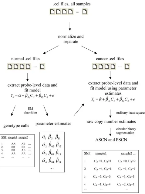 Figure 5. The PLASQ Procedure for Determining ASCN and PSCN fromthe .cel Files