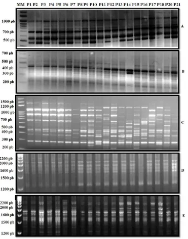 Figure 4. RAPD bands amplified with five primers: (A) A1, (B) Am2, (C) UBC 890, (D) A12 and (E) UBC 818, using DNA of 20 Tunisian and Chinese alfalfa samples