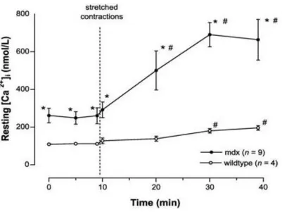 Figure 2.3 Resting Ca2+ concentration in control and mdx skeletal muscle after exposure to 10 stretch contractions 