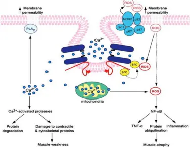 Figure 2.4 Schematic of the multiple pathways involved in DMD pathogenesis that are activated by Ca2+ 