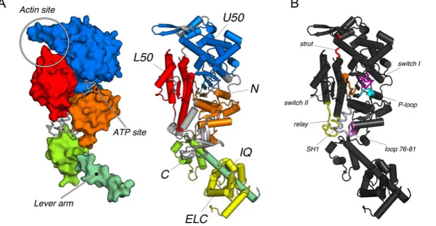 Figure 2. The myosin motor domain presented in the rigor-like conformation. (A) The motor subdomains and its functional sites