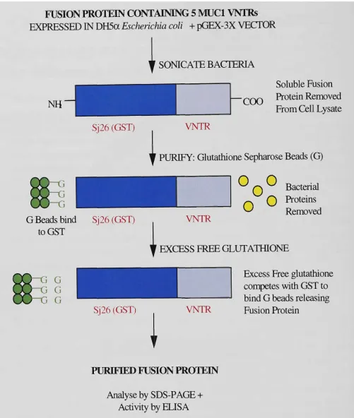 Figure 2.2: Purification of Soluble Fusion Protein 