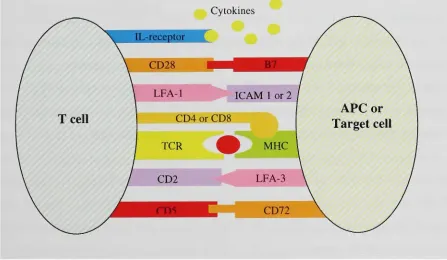 Figure 1.1: Schematic representation of some of the molecular interactions that occur during antigen 