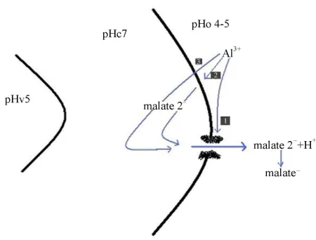 Figure 1. Mechanism of Al activated efflux in the plant root tip cells. Three possibilities are shown where Al interacts (1) with the channel protein directly or (2) with any component of the plasma membrane or (3) it enter the cell to trigger the opening 