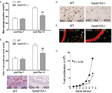 Figure 2. Gadd153 activities on inflammatory cells proliferation. Deficiency of Gadd153 reduced abdominal aortic aneurysm (AAA) lesion Mac-3+ macrophage-positive area (A) and CD4+ T-cell numbers (B) in the adventitia at 14 days post perfusion