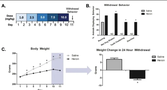 Figure 1. Chronic escalating heroin administration produces withdrawal. Chronic  escalating heroin administration schematic (A)
