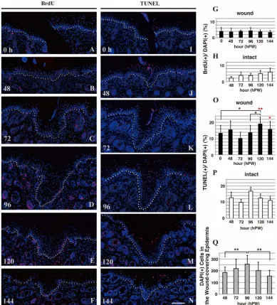 Figure 2. Cell proliferation and apoptosis in the wound and intact areas of epidermis