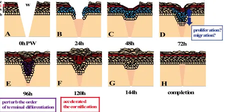 Figure 6. The scheme of re-epithelialization process in the wound of neonatal rat skin