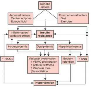 Figure 1. Mechanism of development of  hypertension in diabetes mellitus 23