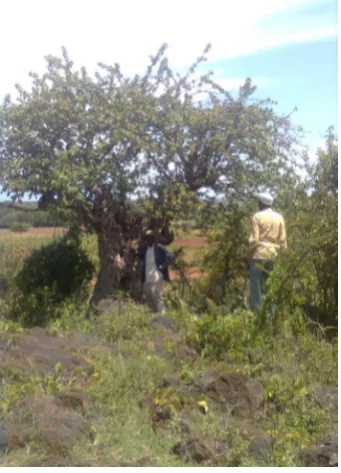 Figure 11. Ng’hologoma tree in Lubaga ham- let, Majengo village. 