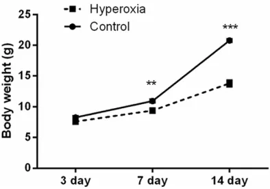 Figure 1. Changes in the body weight of newborn rats after hyperoxia exposure for 3, 7, and 14 days