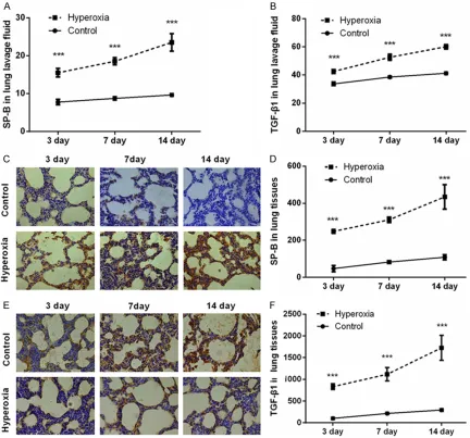 Figure 3. Expression levels of SP-B and TGF-β1 in bronchoalveolar lavage fluids and lung tissues after newborn rats exposed to hyperoxia for 3, 7, and 14 days