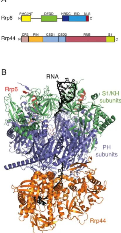 Figure 1. Structure of the exosome.! (A) Domain organisation of the catalytic subunits Rrp6 and Rrp44