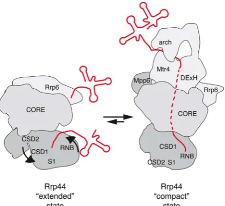 Figure 2. Exosome substrate targeting pathways.Exosomes are observed in two distinct physical states that differ in the "extended" or "compact" conformational state of Rrp44