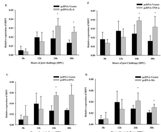 Figure 7. Relative mRNA expression level of transcriptional modulation in kidney cells after MgIRF5 