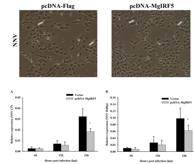 Figure 8. Effects of MgIRF5 overexpression on viral gene transcription. The expression of MgIRF5 