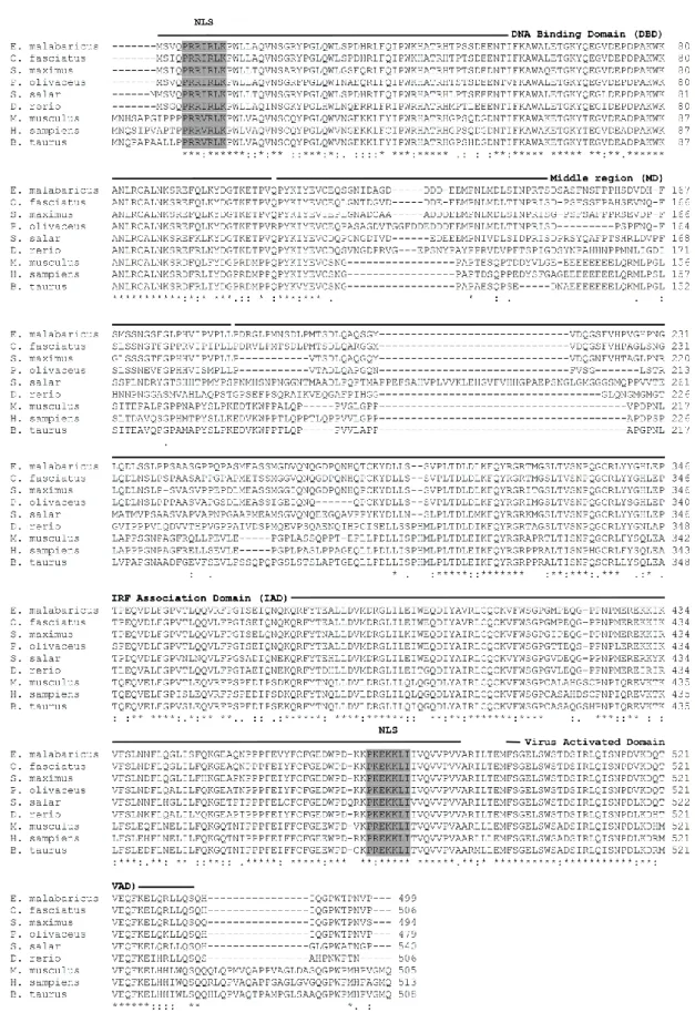 Figure  2.  Multiple  sequences  alignment  of  the deducted MgIRF5  with  their  counterparts  from 