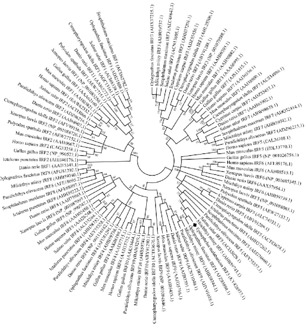 Figure  3. Phylogenetic tree constructed based on the amino acid sequences of IRF5 from different 