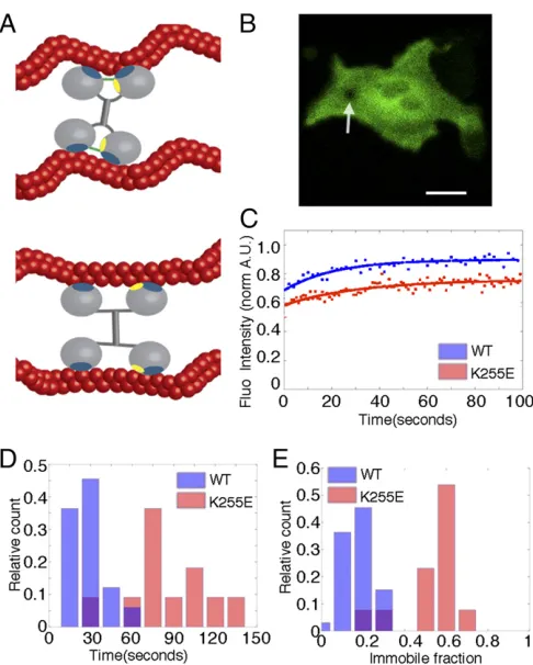 Fig. 1.ACTN4 binding face is altered in the K255E mutation. (A) Illustrationof the binding interaction between WT (Upper) and K255E (Lower) ACTN4with actin filaments