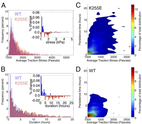 Fig. 4.K255E ACTN4 cells exert larger forces for longer durations. (A) His-togram of local traction stresses in WT (blue) and K255E (red)
