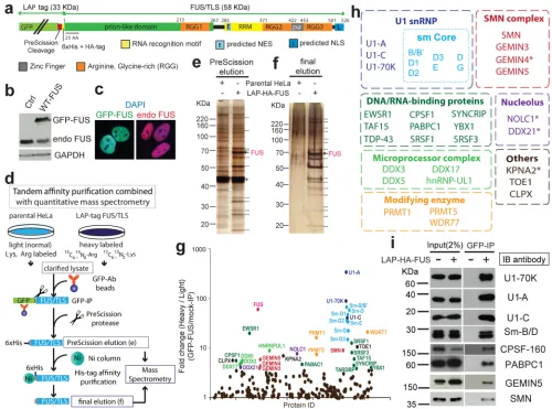 Figure 1. Quantitative proteomic analysis of FUS/TLS using stable isotope labeling by amino acids in cell culture (SILAC) coupled with tandem affinity purification (TAP)(a) Schematic representation of FST/TLS tagging including the localization and affinity