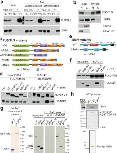 Figure 2. FUS/TLS interacts with SMN through RGG motifs and Tudor domain(a) Immunoprecipitation was carried out from whole-cell lysates of HeLa, undifferentiated and differentiated N2a cells using Protein G Dynabeads coated with control IgG or FUS/TLS poly