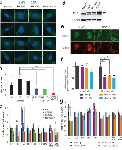 Figure 4. Reduction of Gems and changes in snRNA levels in ALS patient fibroblasts and transgenic mouse spinal cords(a)from normal or ALS patient carrying FUS/TLS mutations