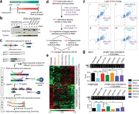 Figure 6. ALS-linked mutations in FUS/TLS reduce its activity in alternative pre-mRNA splicing (e)arrow)