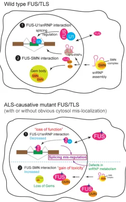 Figure 8. Diagram for molecular mechanisms underlying gain- and loss-of RNA processing functions by ALS-causative mutations in FUS/TLSALS-causative mutations in FUS/TLS enhance interaction with SMN, potentially sequestering SMN from its normal localization