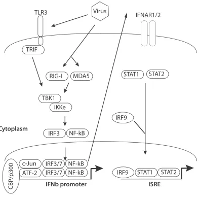 Figure 0.1: Type I interferon signaling pathway in response to viral RNA sensing. Toll-like 