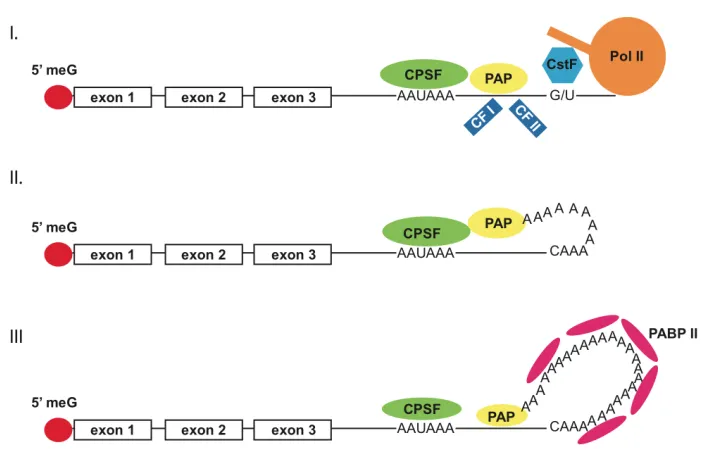 Figure 0.3: Polyadenylation is a multi-step process involving RNA cleavage and poly(A) 