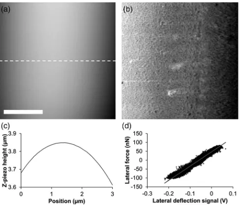 FIG. 1. 3D rendering of an AFM height image of the sample used for theshape independent lateral calibration