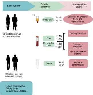Figure 1 | Study design. Faecal samples were collected from MS patients (speciﬁc microbes