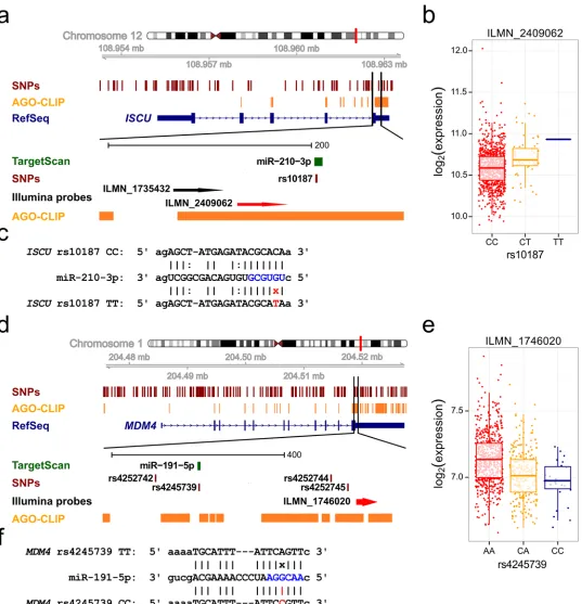 Fig 3. MRE-SNPs in the ISCU and MDM4 genes. (a), (d) A schematic depiction of each gene locus