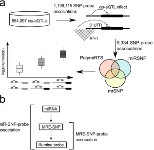 Fig 1, and detailed steps are presented in S1 Fig.