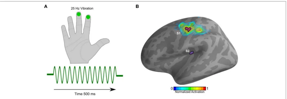 FIGURE 1 | Stimulus and source localization. (A) 500 ms train of pulses at 25 Hz (green trace) was delivered via a pneumatic stimulator and experienced as gentlevibrations on the index and middle right ﬁngers