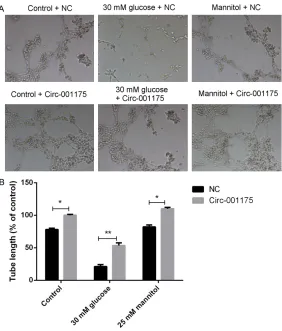 Figure 4. Up-regulation of circRNA-001175 increases the tubule formation ability of HUVECs