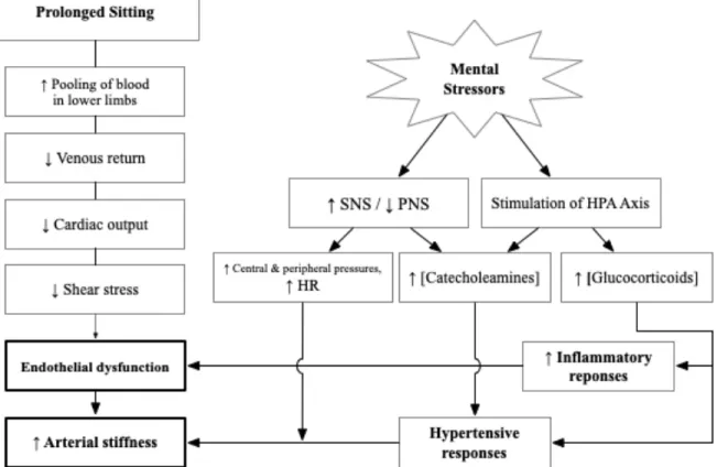 FIGURE 1. A visualization of the pathways prolonged sitting and mental stress (MS) 