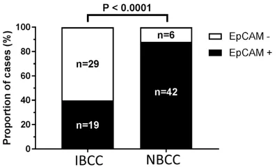 Figure 1. EpCAM loss (EpCAMinfiltrating BCC (IBCC) as compared to nodular BCC -) is associated with (NBCC), n=48 cases per group, *P < 0.0001.