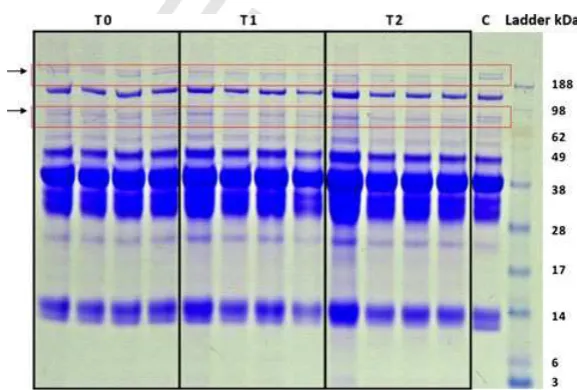 Figure 1 Comparison of total protein in the broth supernatant of three groups of bioﬁlms T0, T1 and T2 separated by sodiumdodecyl sulphate polyacrylamide gel electrophoresis
