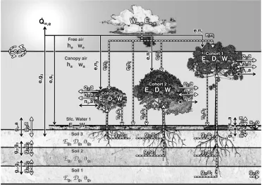 Figure 2.4: Schematic of the enthalpy ﬂuxes (all arrows) and water ﬂuxes (all but solid blackarrows) that are solved in ED-2.2; The schematic is based on Walko et al