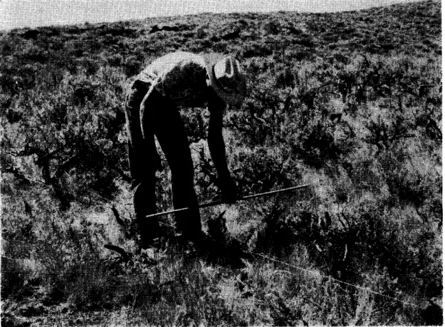 FIGURE 3. Determining shrub density on the four-foot belt transect. 