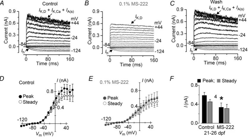 Figure 5. Current recordings from hair cells of the juvenile lateral line before and during local application