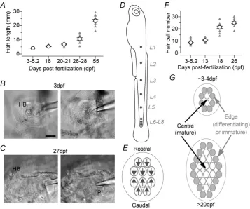 Figure 1. Morphological characteristics of the developing zebraﬁsh lateral line