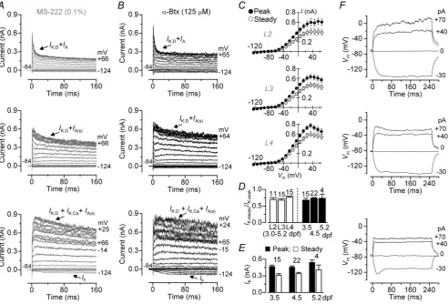 Figure 2. Potassium currents and voltage responses in hair cells from the larval zebraﬁsh lateral line 